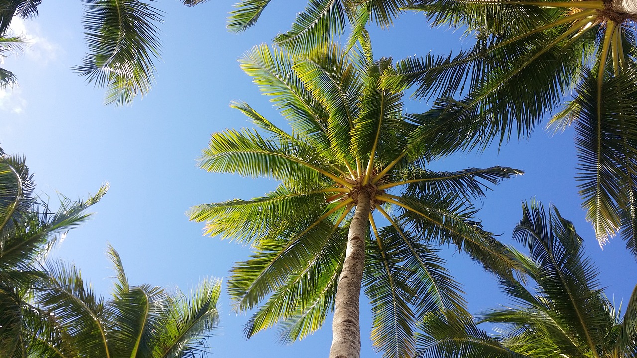 Poda y limpieza de palmeras | Podaaltura